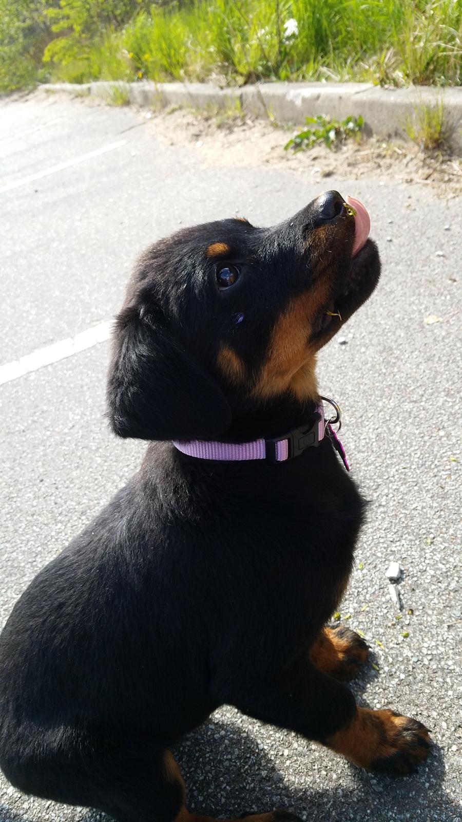 Rottweiler Kali billede 30