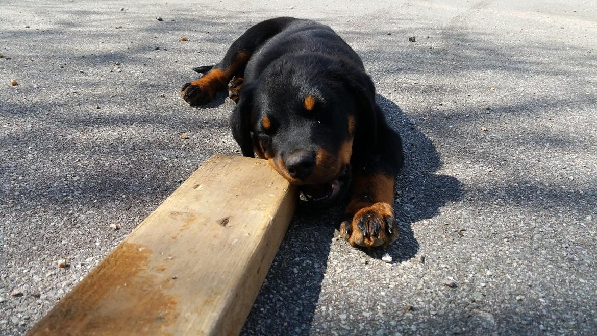 Rottweiler Kali billede 31
