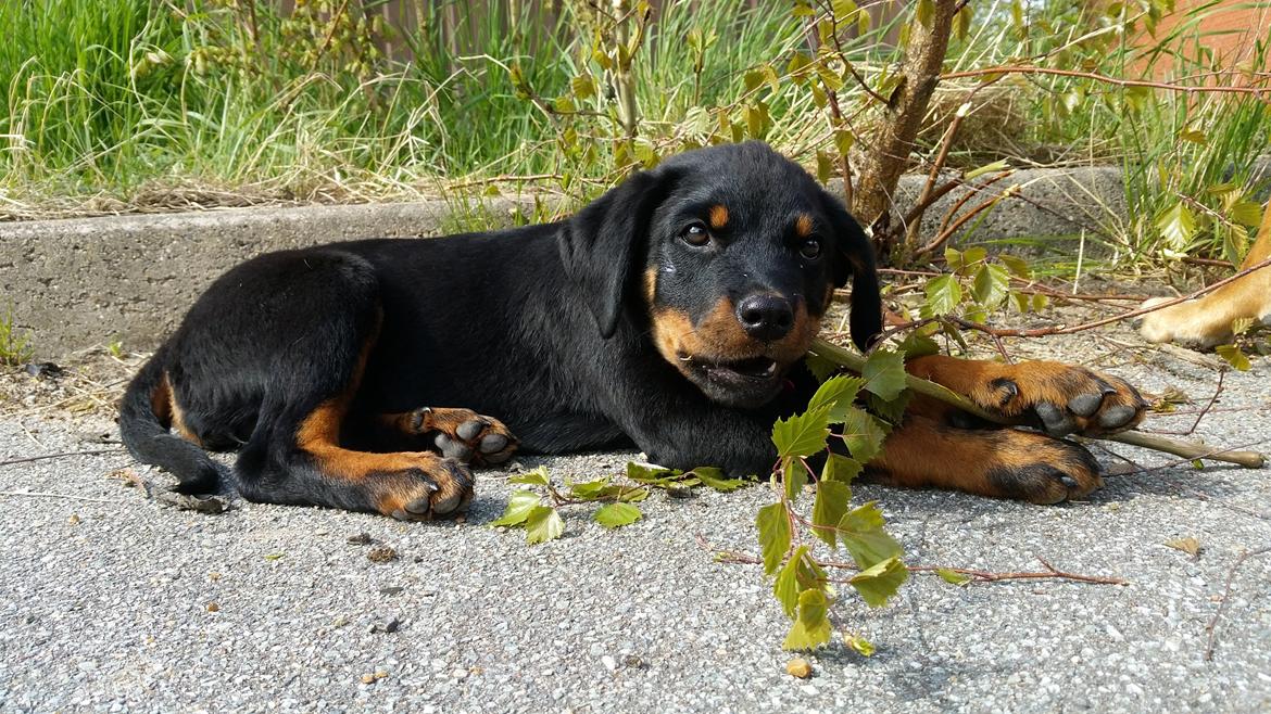 Rottweiler Kali billede 23
