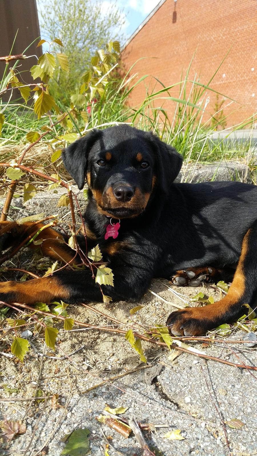 Rottweiler Kali billede 24