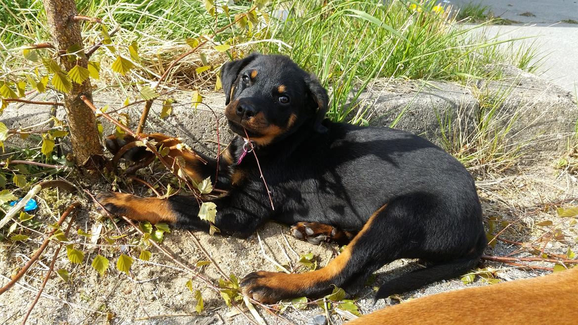 Rottweiler Kali billede 26