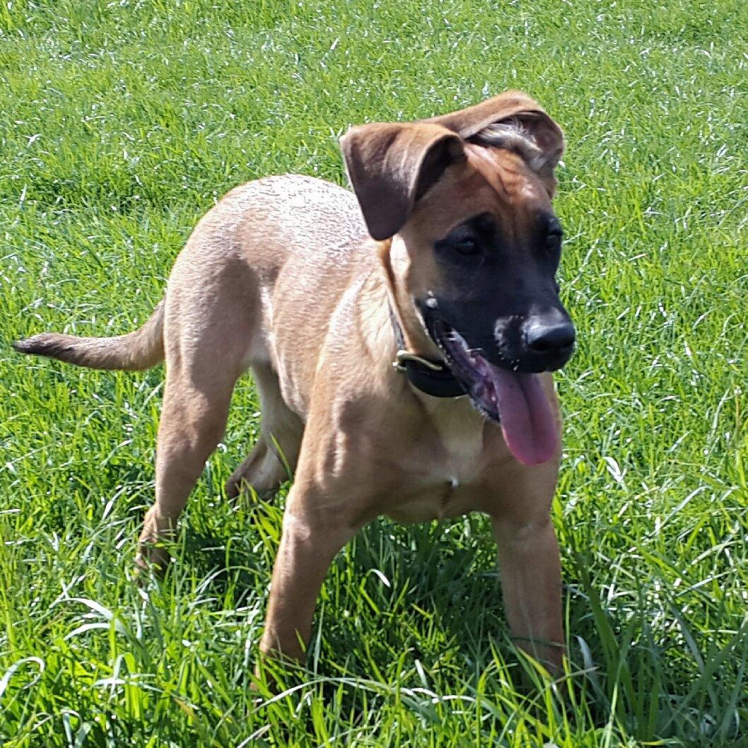 Blanding af racer Kela billede 2