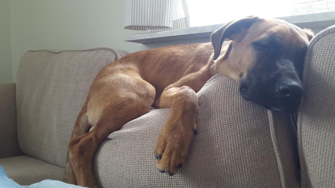 Blanding af racer Kela billede 30