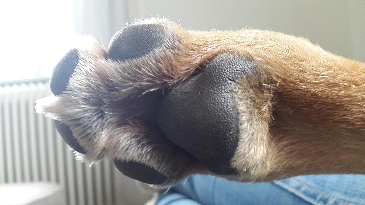 Blanding af racer Kela billede 28