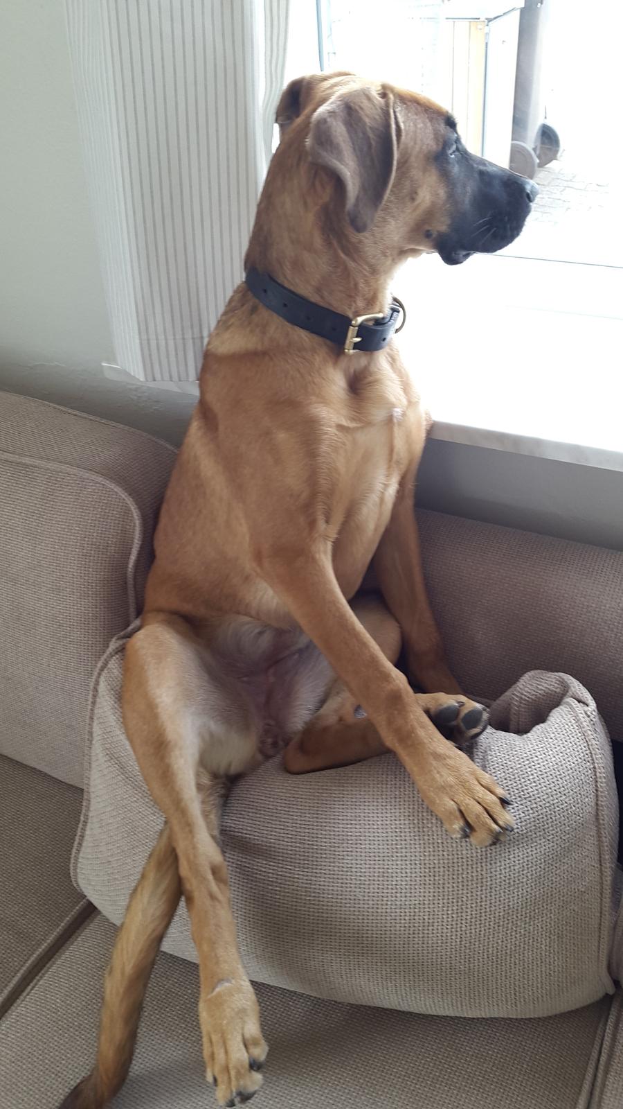 Blanding af racer Kela billede 29