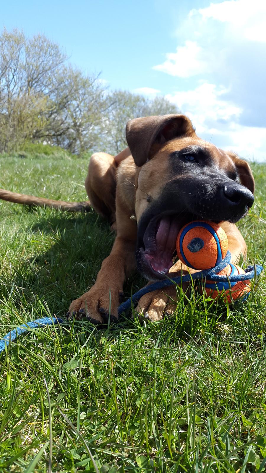 Blanding af racer Kela billede 32