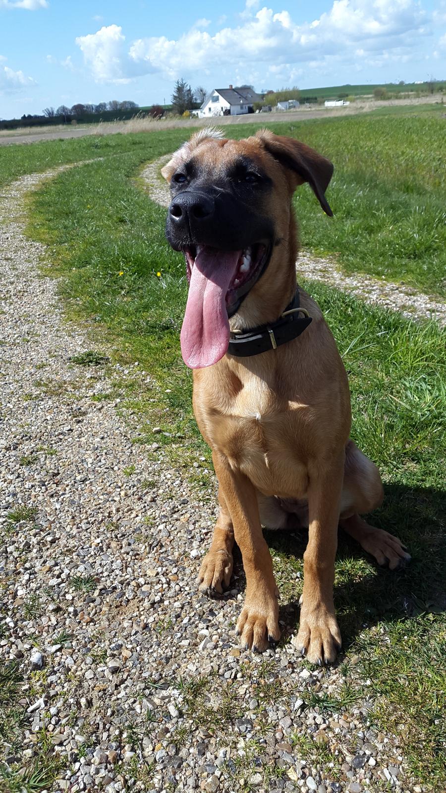 Blanding af racer Kela billede 31