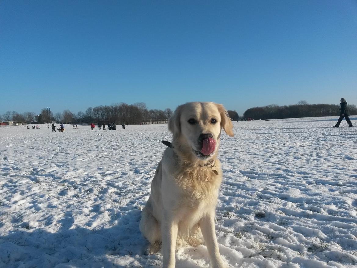 Golden retriever Manse billede 29