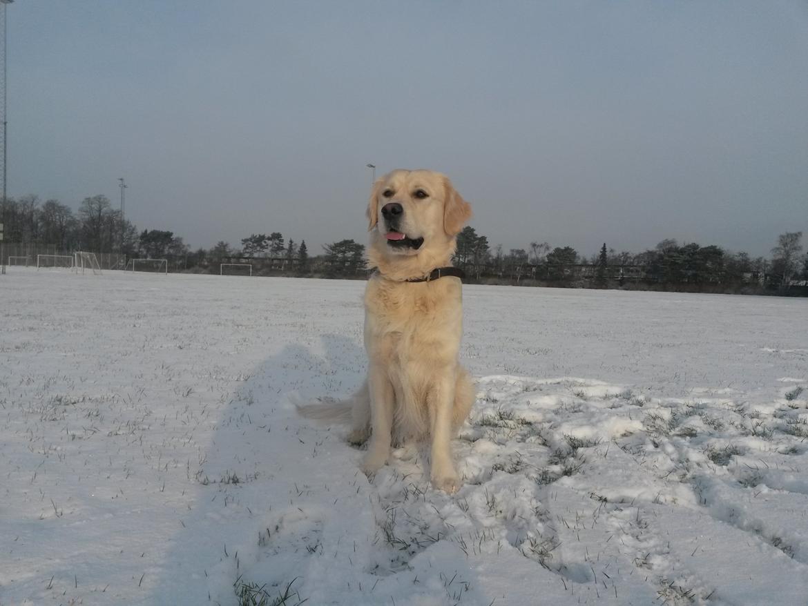 Golden retriever Manse billede 31