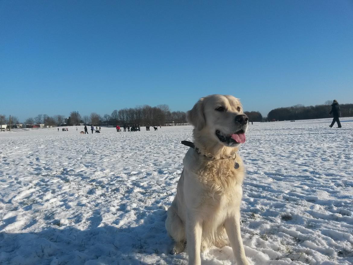 Golden retriever Manse billede 30