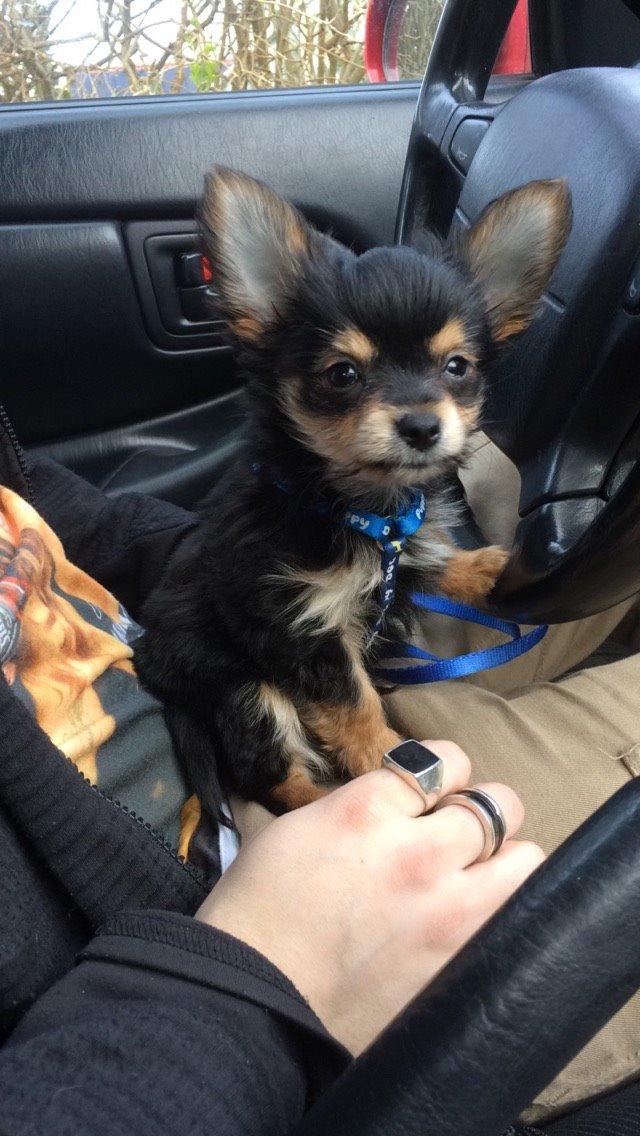 Blanding af racer Buddy billede 1