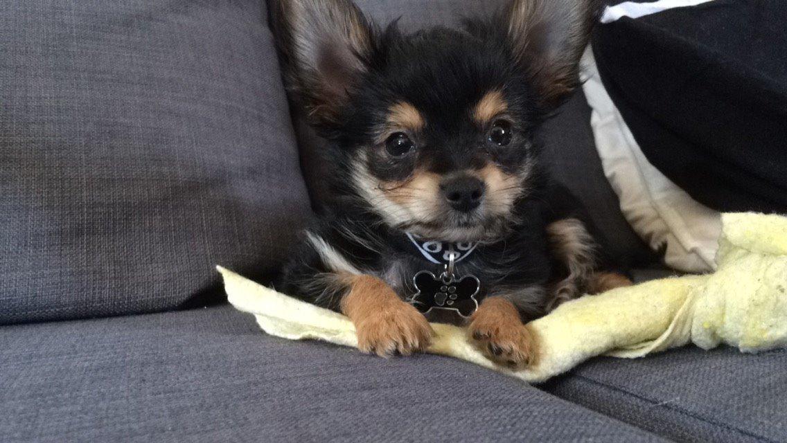 Blanding af racer Buddy billede 2