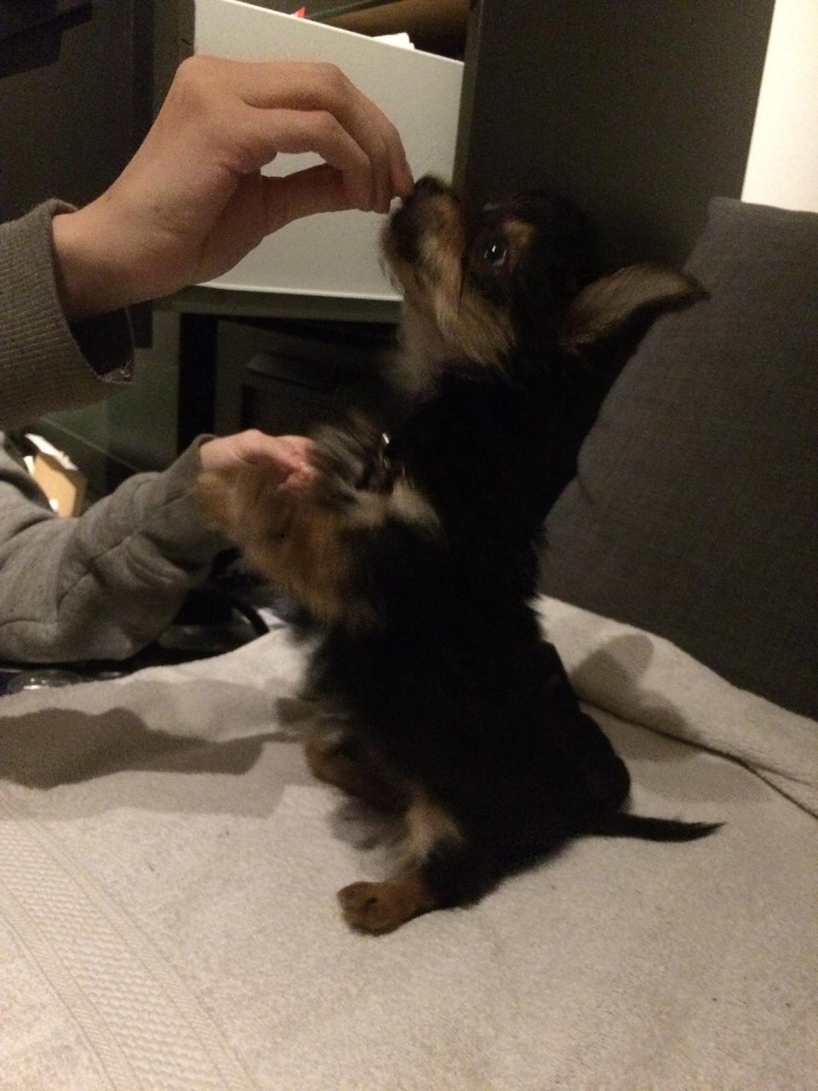 Blanding af racer Buddy billede 3