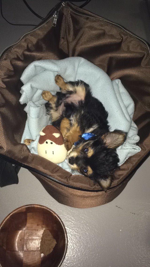 Blanding af racer Buddy billede 6