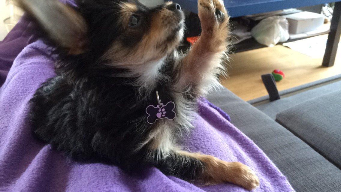 Blanding af racer Buddy billede 4