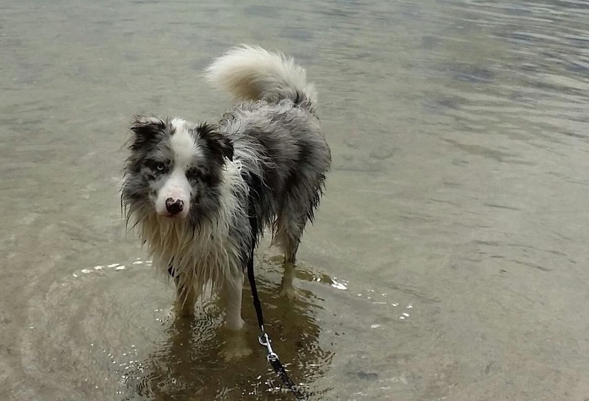 Border collie Joking Jester  - Jester ved Hampen sø billede 6