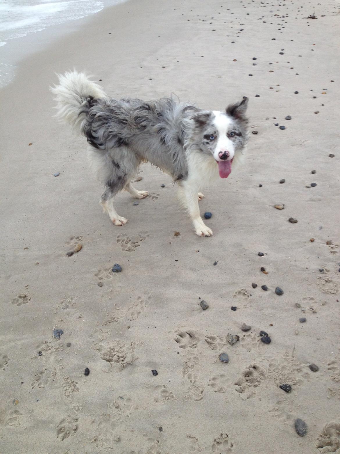 Border collie Joking Jester  billede 2