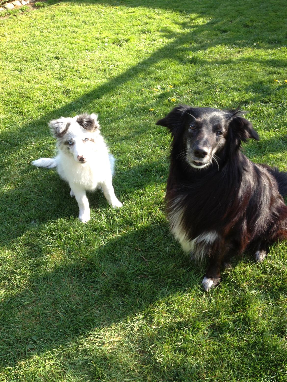 Border collie Joking Jester  billede 4