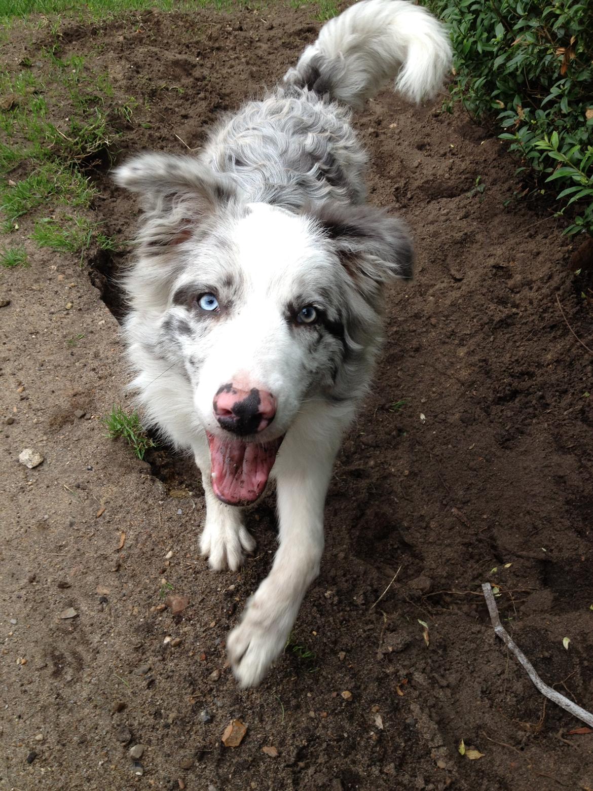 Border collie Joking Jester  billede 7