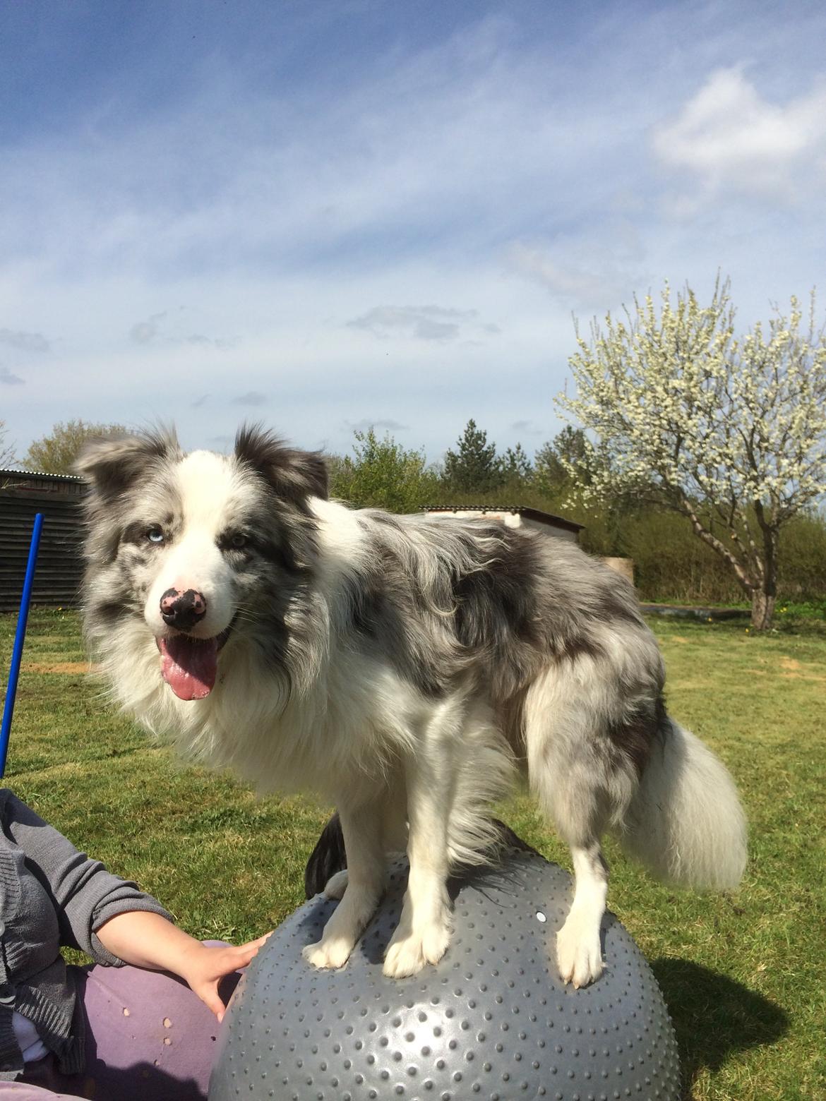 Border collie Joking Jester  billede 5