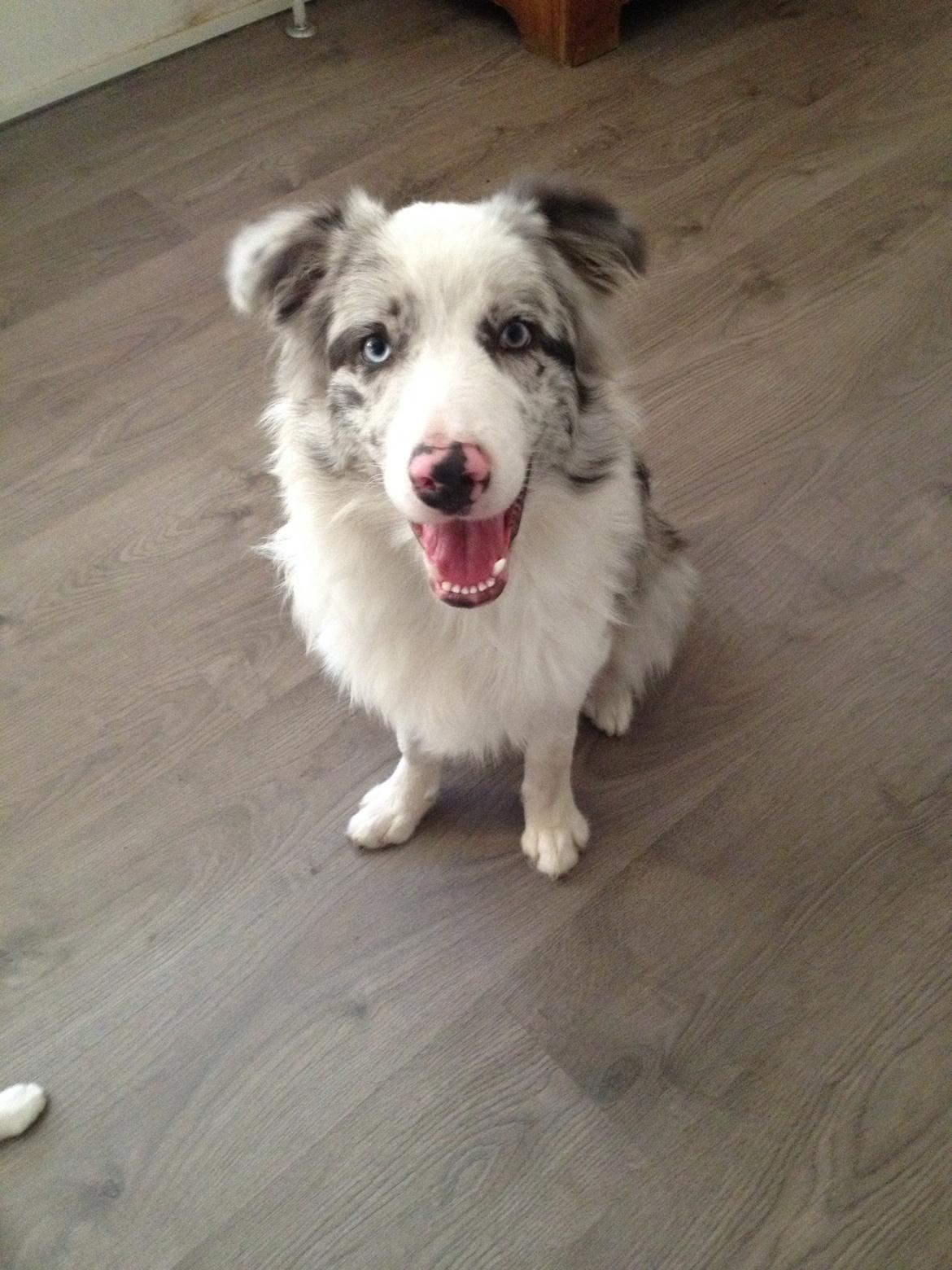 Border collie Joking Jester  billede 1