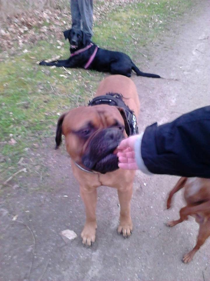 Bullmastiff Otto billede 1