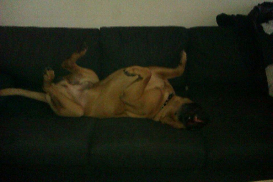 Bullmastiff Otto billede 4