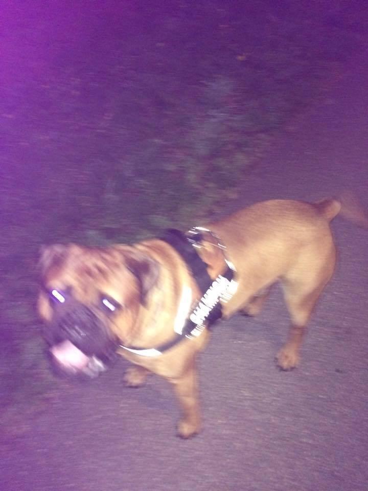 Bullmastiff Otto billede 5