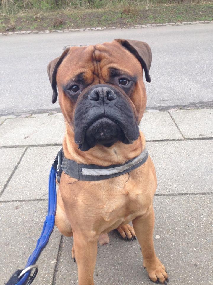 Bullmastiff Otto billede 2