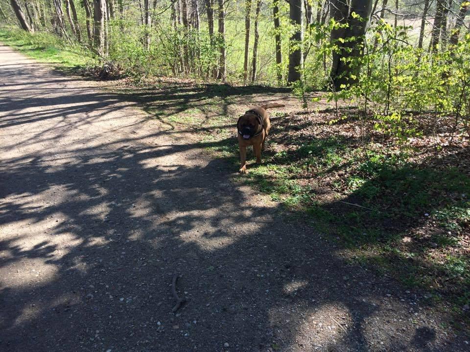 Bullmastiff Otto billede 6