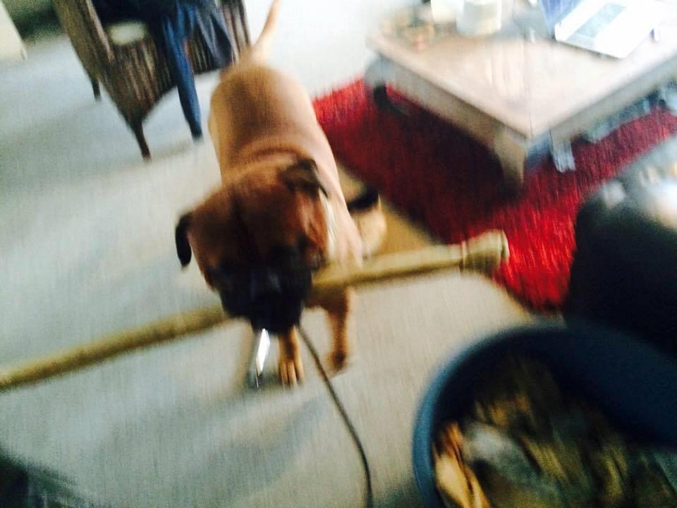 Bullmastiff Otto billede 7