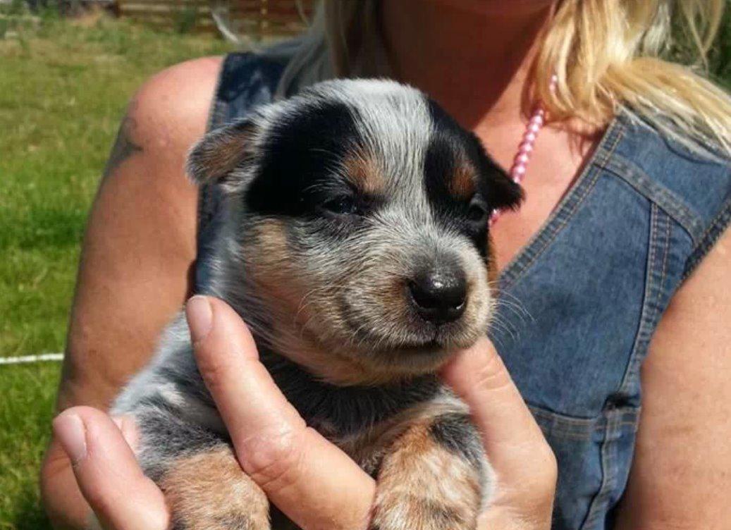 Australsk cattledog Betty billede 1