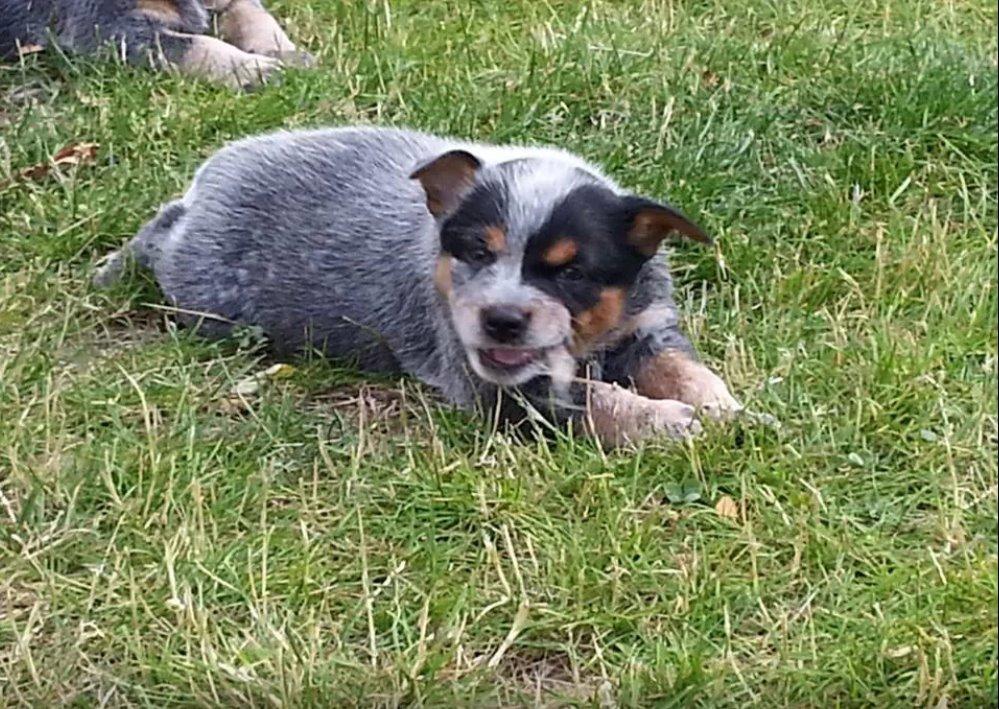 Australsk cattledog Betty billede 2