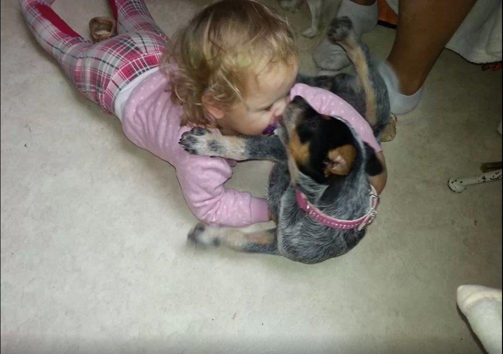 Australsk cattledog Betty billede 3