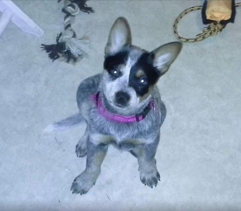 Australsk cattledog Betty billede 4