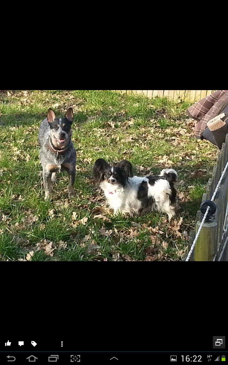 Australsk cattledog Betty billede 5