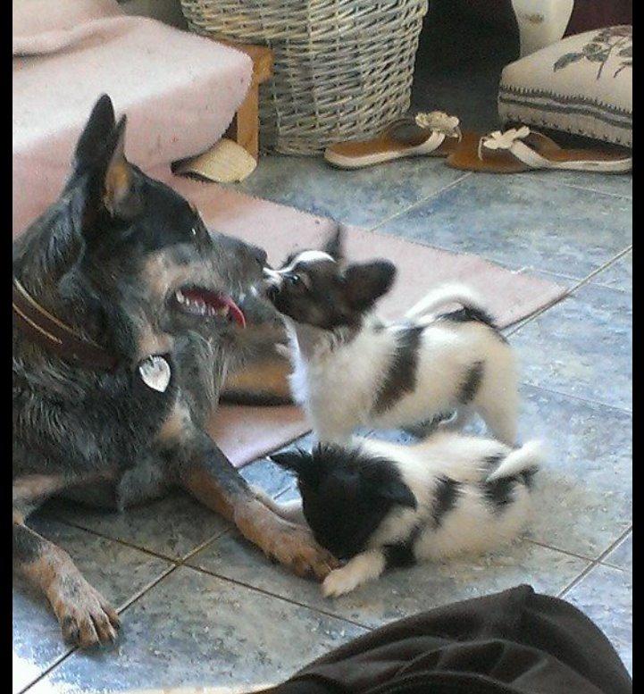 Australsk cattledog Betty billede 6