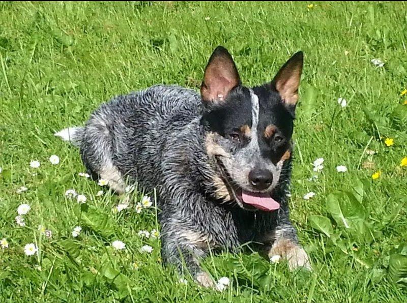 Australsk cattledog Betty billede 7