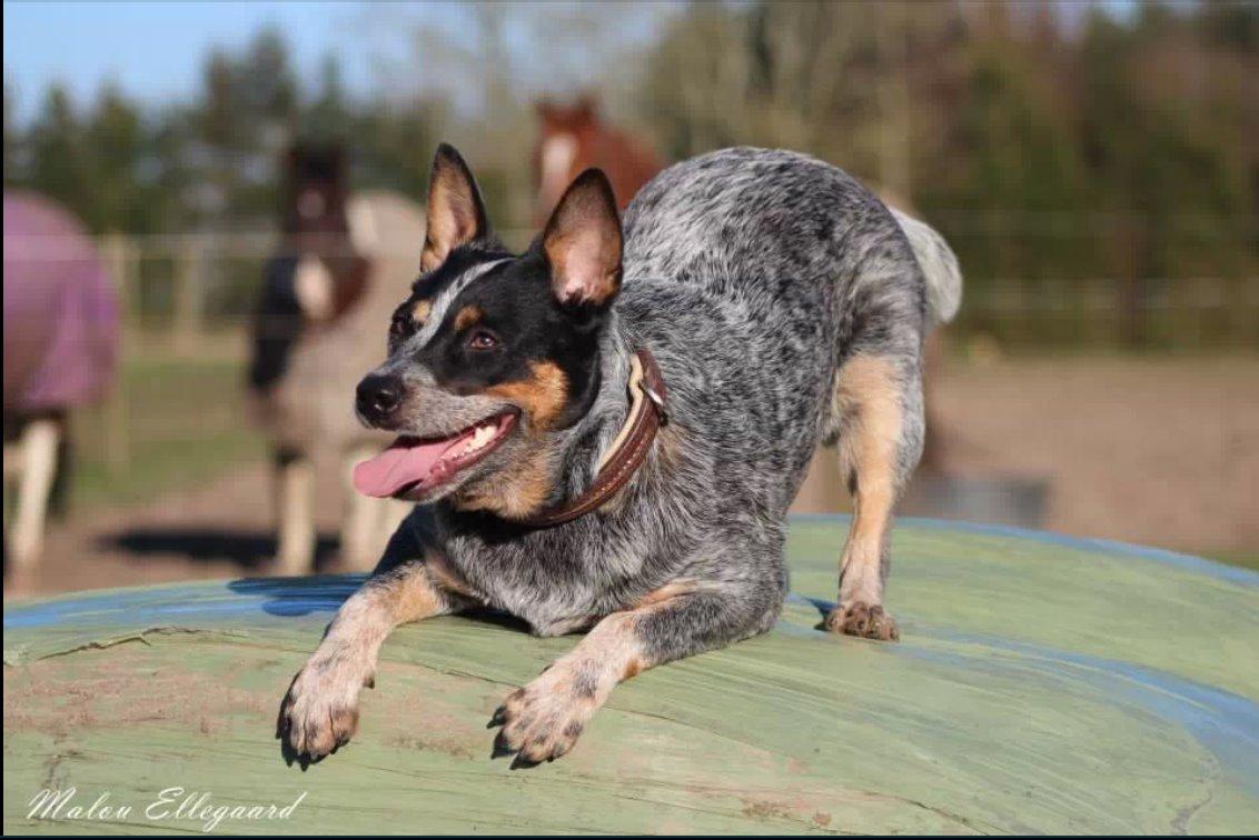 Australsk cattledog Betty billede 8