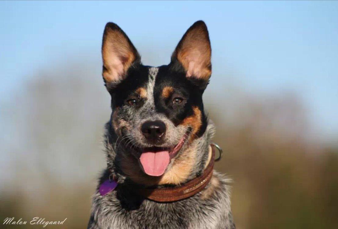 Australsk cattledog Betty billede 9