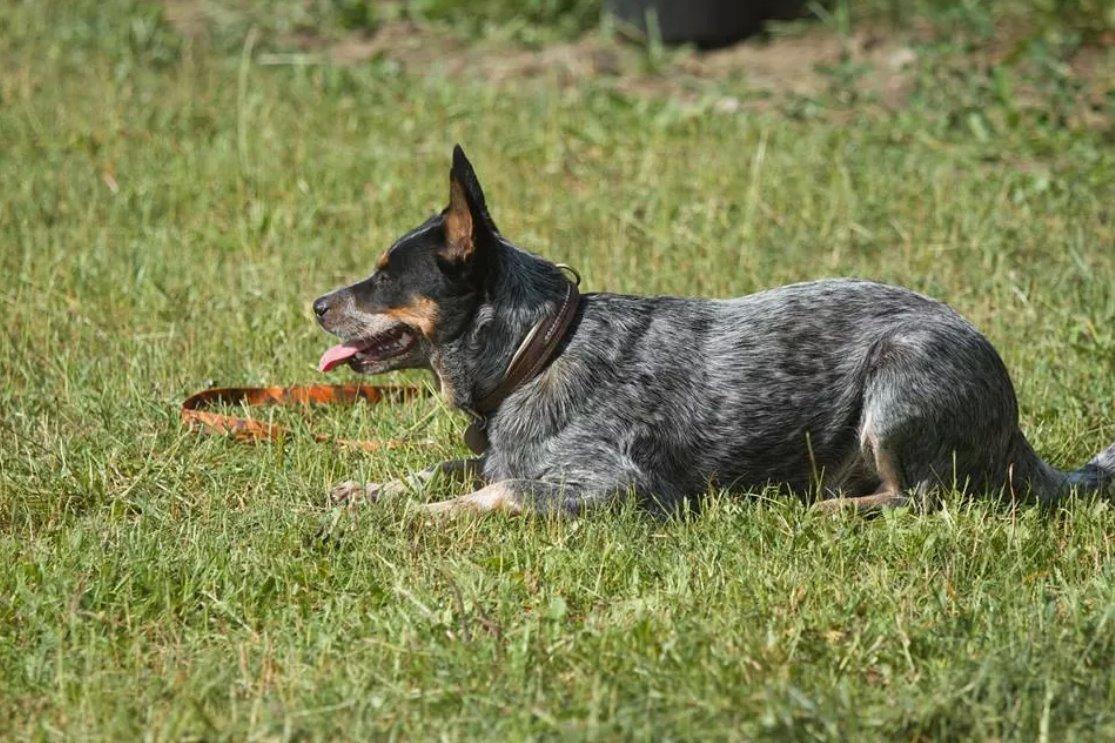 Australsk cattledog Betty billede 10