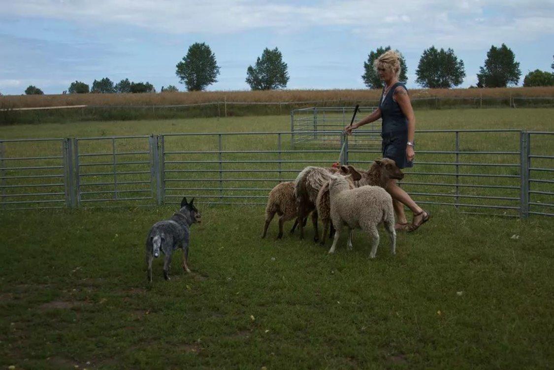 Australsk cattledog Betty billede 11