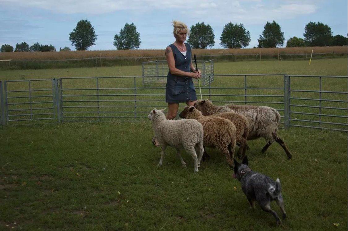 Australsk cattledog Betty billede 12