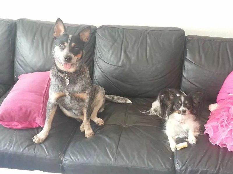 Australsk cattledog Betty billede 13