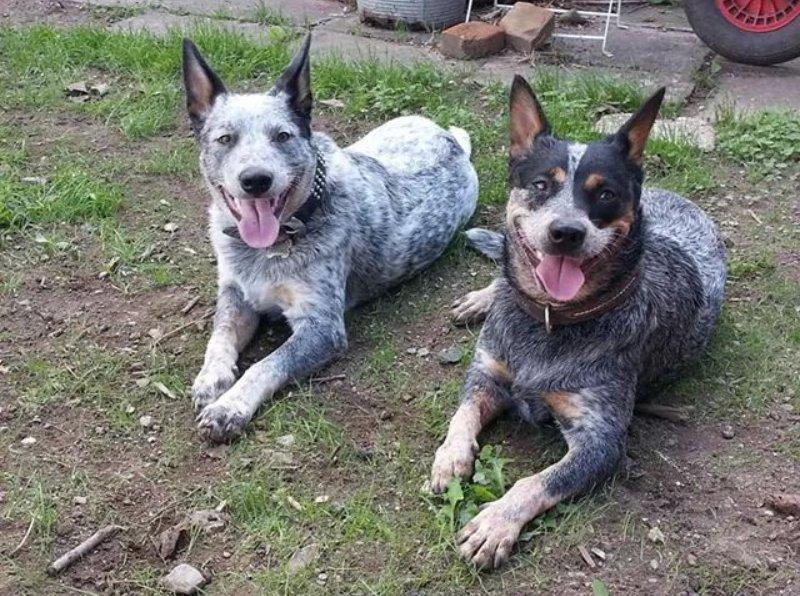 Australsk cattledog Betty billede 14