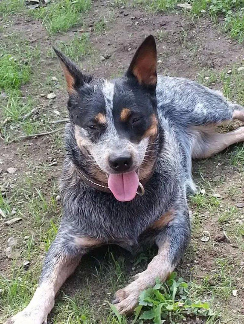 Australsk cattledog Betty billede 15