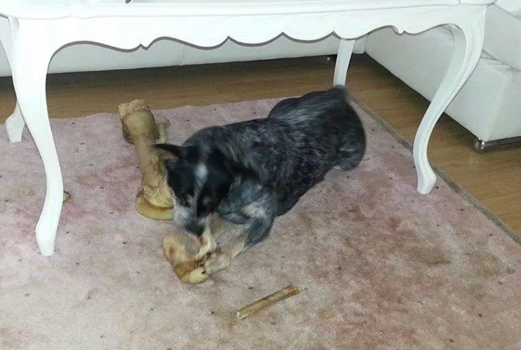 Australsk cattledog Betty billede 16