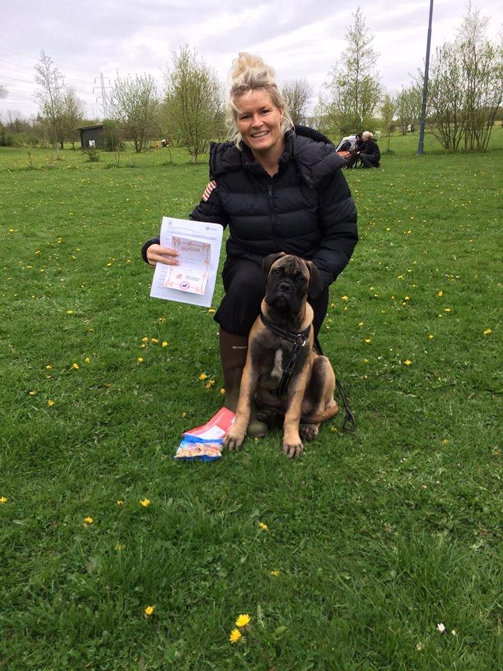 Bullmastiff Bullsaints Haress Al Dar - Barney færdig med hvalpe holdet d.5 maj var oppe til prøve og fik 98 points ud af 100 :-) billede 26