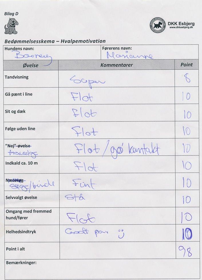 Bullmastiff Bullsaints Haress Al Dar - Barney færdig med hvalpe holdet d.5 maj var til prøve og fik 98 points ud af 100 :-) billede 28