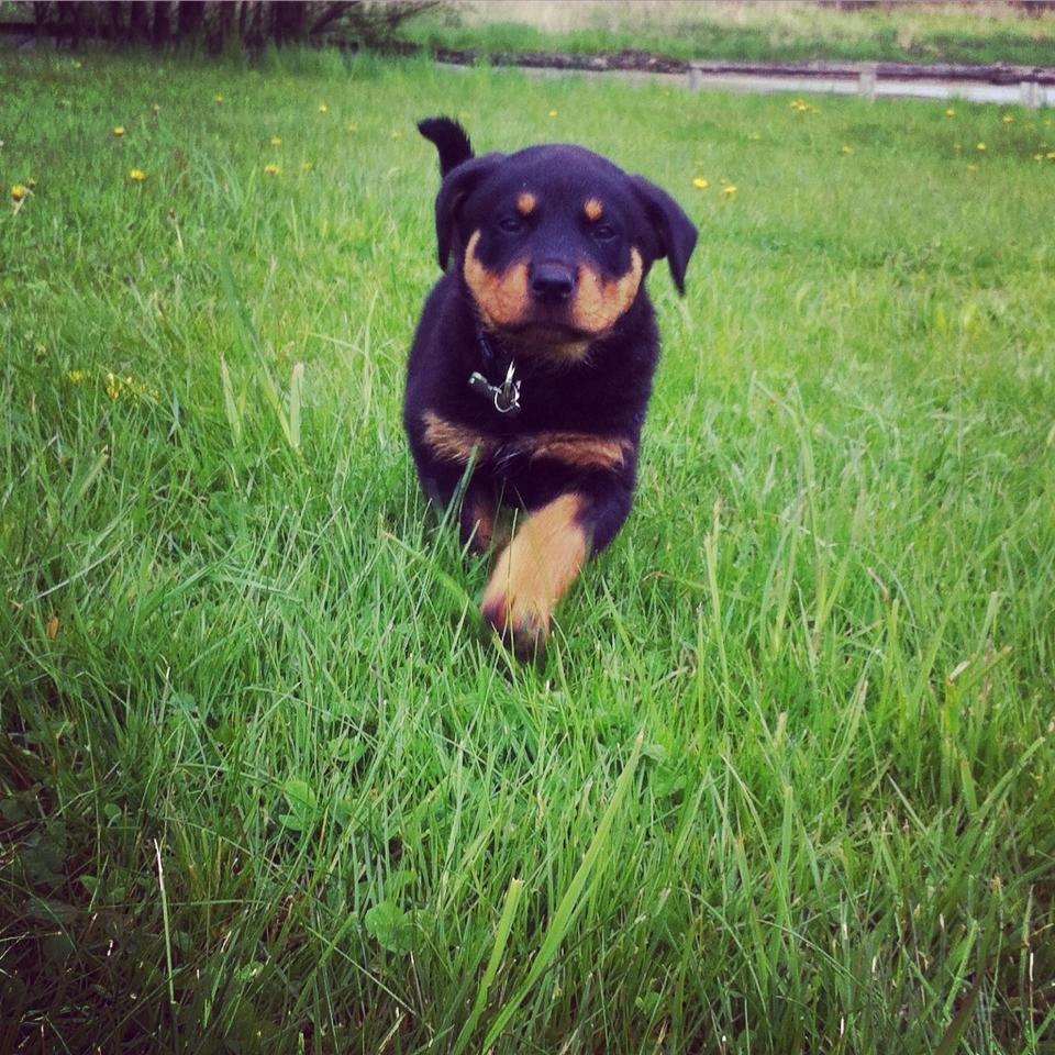 Rottweiler Anton billede 1